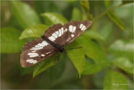 <p>BĚLOPÁSEK TAVOLNÍKOVÝ (Neptis rivularis) Slovenský ráj ---- /Hungarian glider - Schwarzer Trauerfalter/</p>